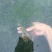 机割带根轮叶黑藻草苗灯笼泡节节高温沉水草虾蟹鱼养殖包快递