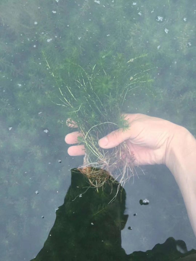 机割带根轮叶黑藻草苗灯笼泡节节高温沉水草虾蟹鱼养殖包快递