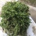 机割带根轮叶黑藻草苗灯笼泡节节高温沉水草虾蟹鱼养殖包快递
