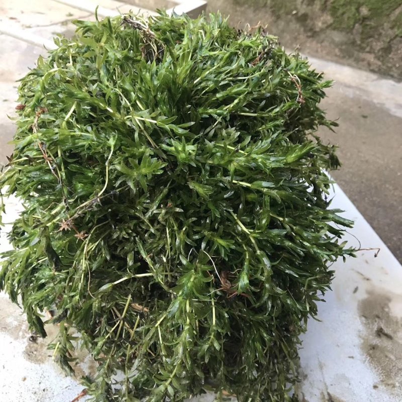 机割带根轮叶黑藻草苗灯笼泡节节高温沉水草虾蟹鱼养殖包快递