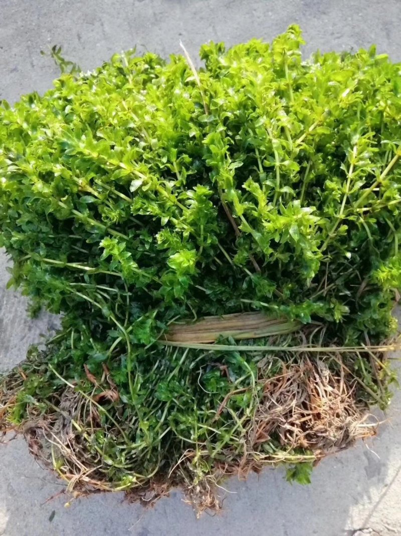 机割带根轮叶黑藻草苗灯笼泡节节高温沉水草虾蟹鱼养殖包快递