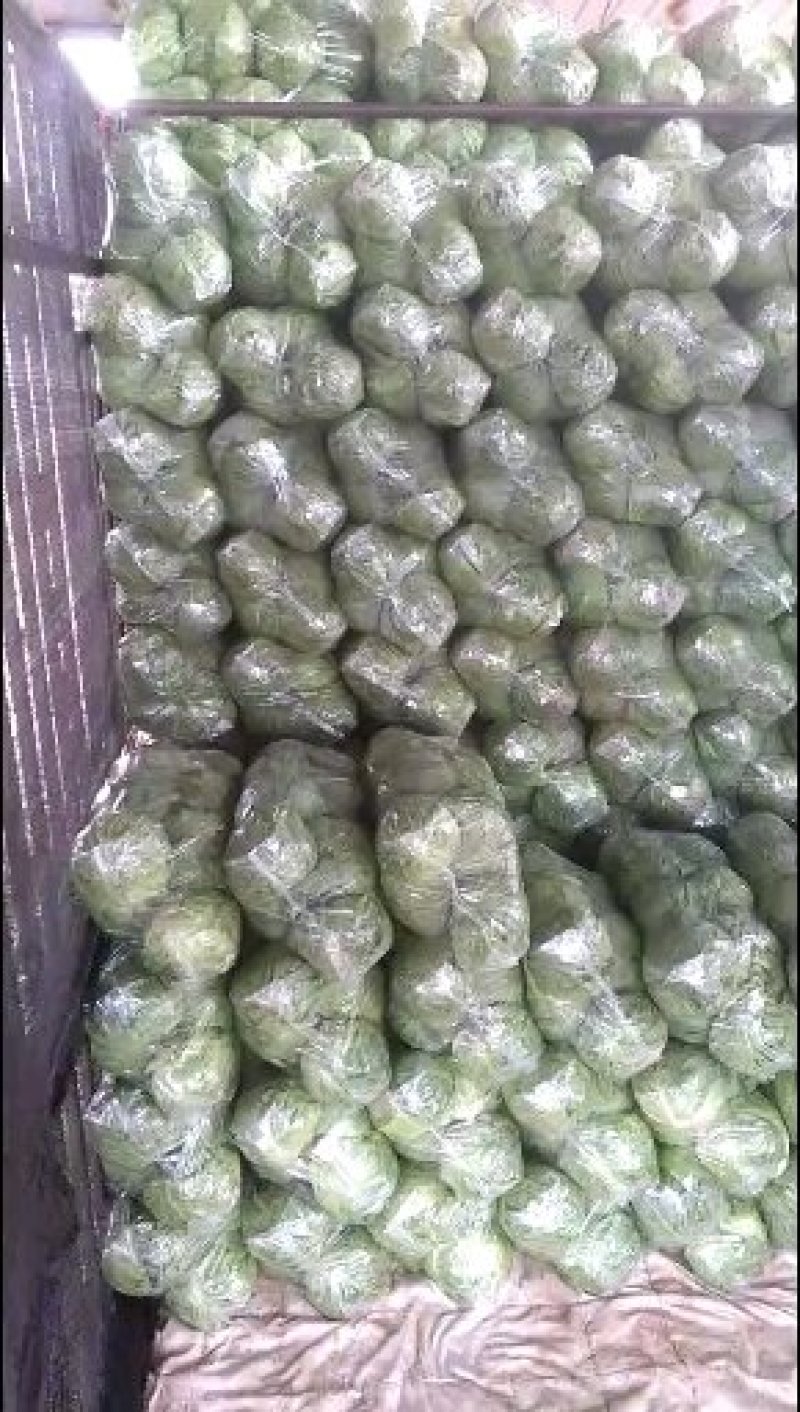 产地直销一手货源精品甘蓝，绿甘蓝中单11—21甘蓝2—3