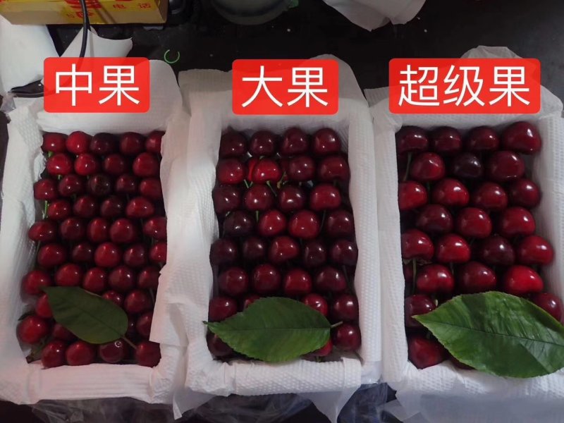 樱桃