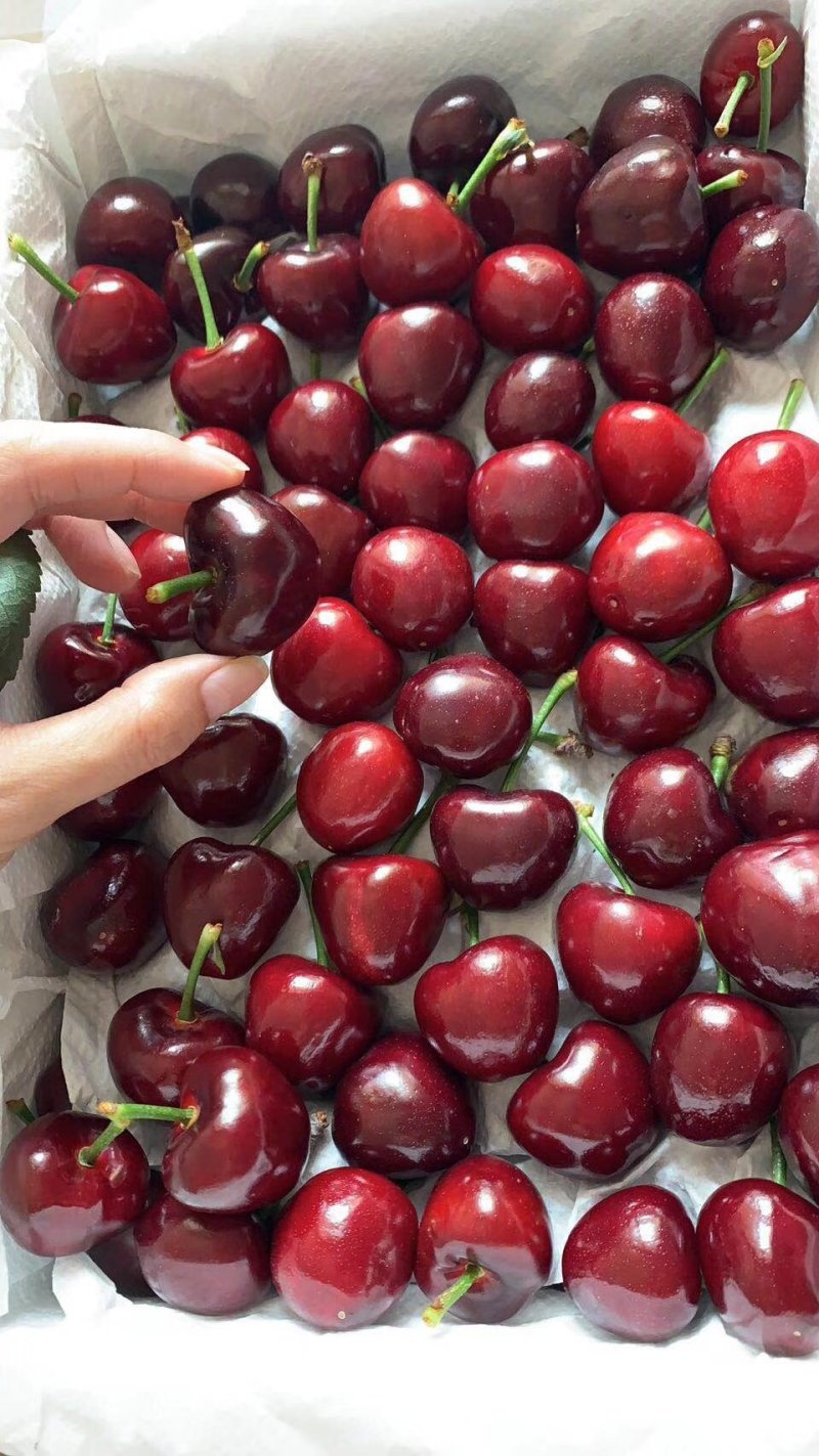 樱桃
