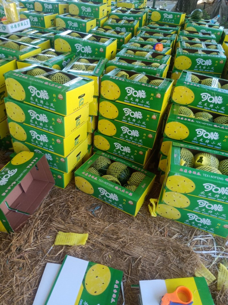 宿迁特小凤礼品西瓜承接商超电商网红带货皮薄多汁基地直供带纸箱