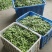 新野县绿禾农业种植基地青豌豆荚大量上市中