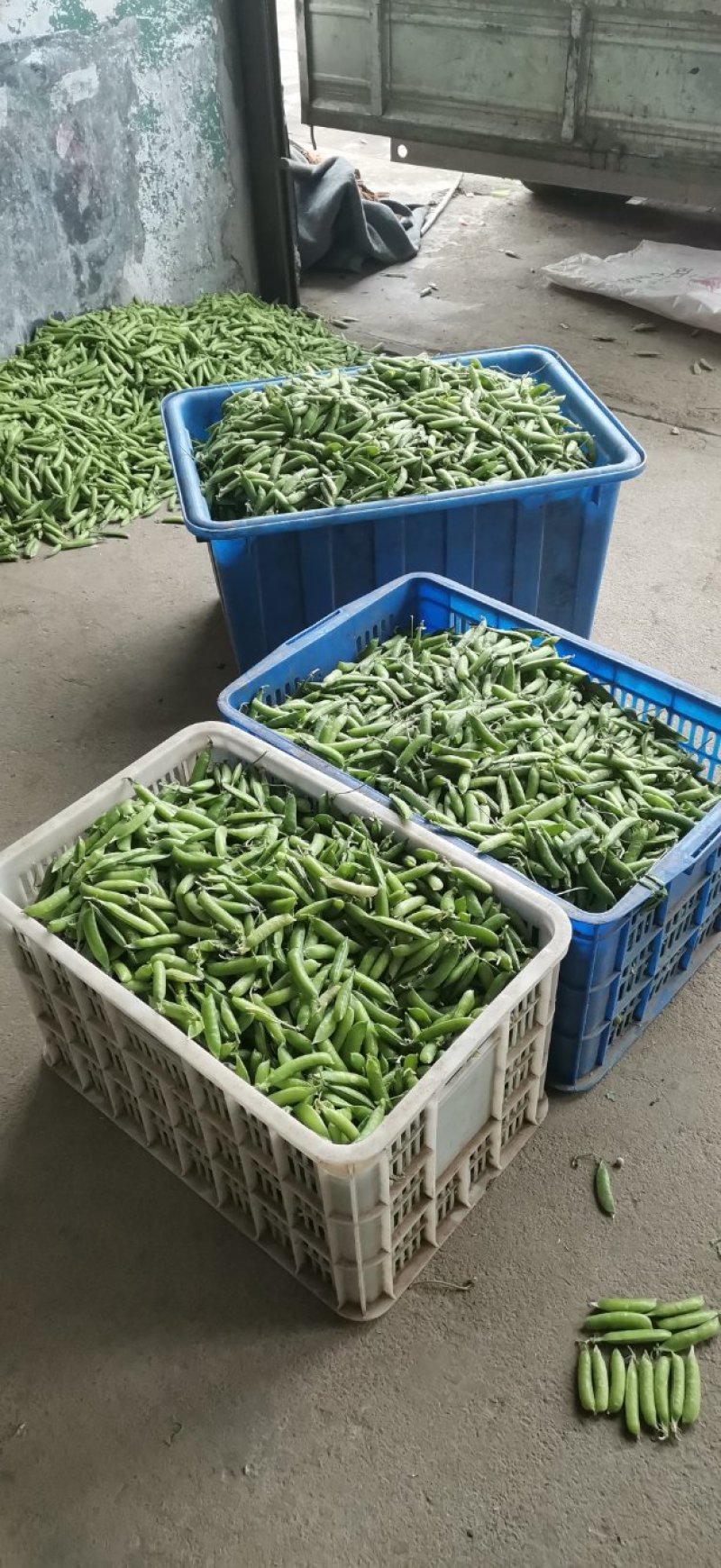 新野县绿禾农业种植基地青豌豆荚大量上市中
