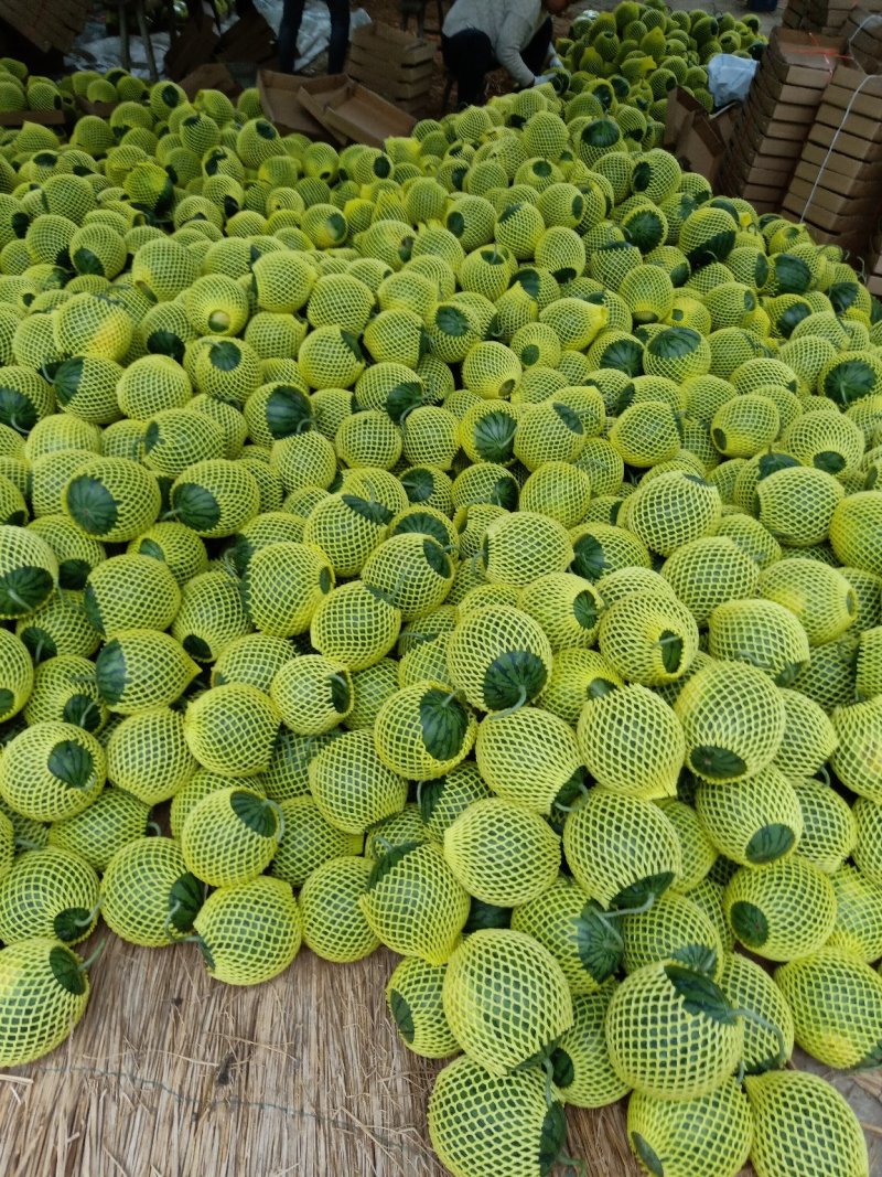 沭阳县特小凤西瓜大量上市嚷口好熟度好坏果包赔视频看货实地看货