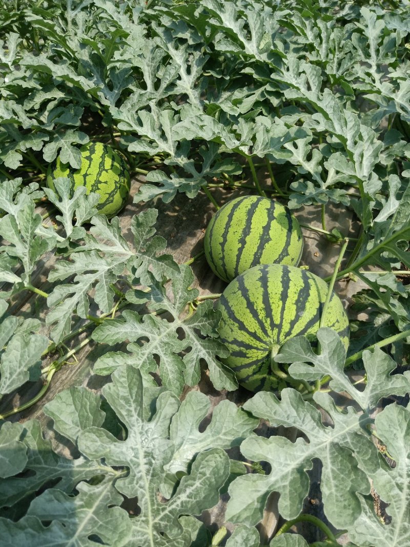 沭阳县特小凤西瓜大量上市嚷口好熟度好坏果包赔视频看货实地看货