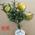 含笑花苗盆栽含笑花苗四季开花含笑浓香芳香植物