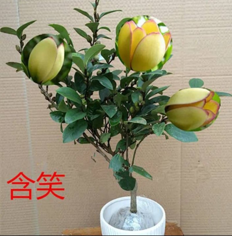 含笑花苗盆栽含笑花苗四季开花含笑浓香芳香植物