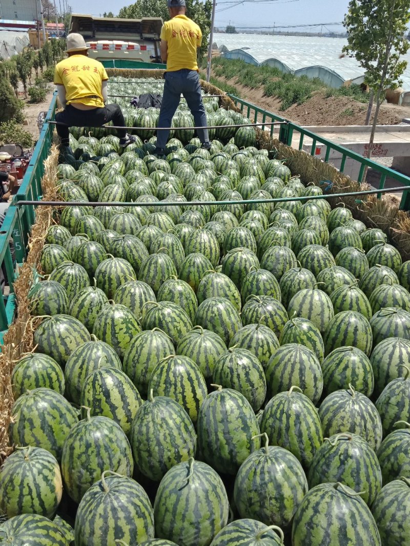 山东潍坊甜王西瓜代办产地直发一手货源批发品质保证价格美