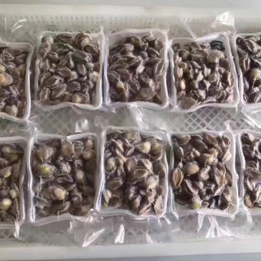 大小鲍鱼活冻规格多种选择