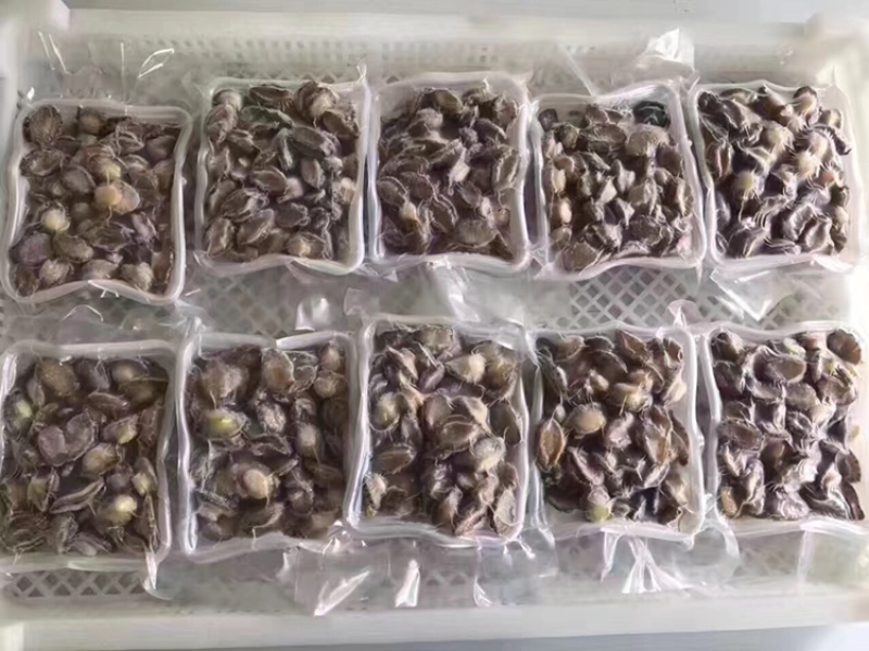 大小鲍鱼活冻规格多种选择