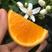 夏橙挂树鲜果产地果园看货现摘现发量大从优果面干净
