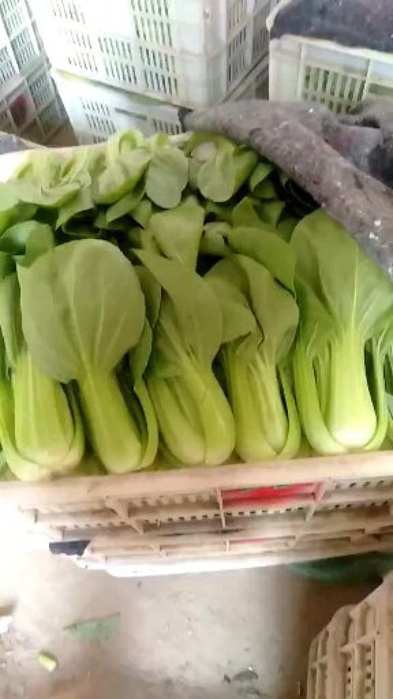 【热卖中】精品上海青量大质优品质保正大量供应各大商超