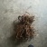 广西优质山豆根根部中药材