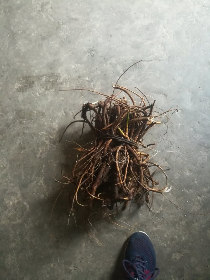 广西优质山豆根根部中药材