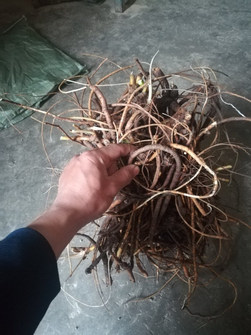 广西优质山豆根根部中药材