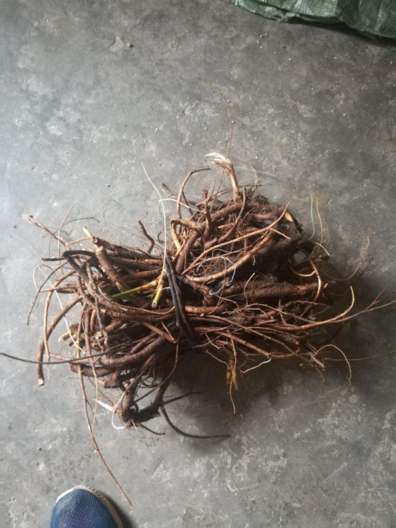 广西优质山豆根根部中药材