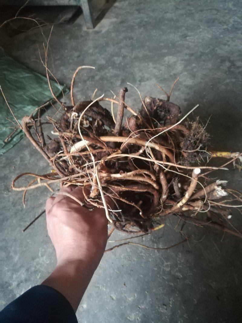 广西优质山豆根根部中药材