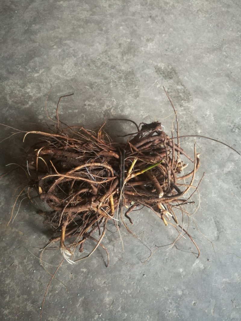 广西优质山豆根根部中药材