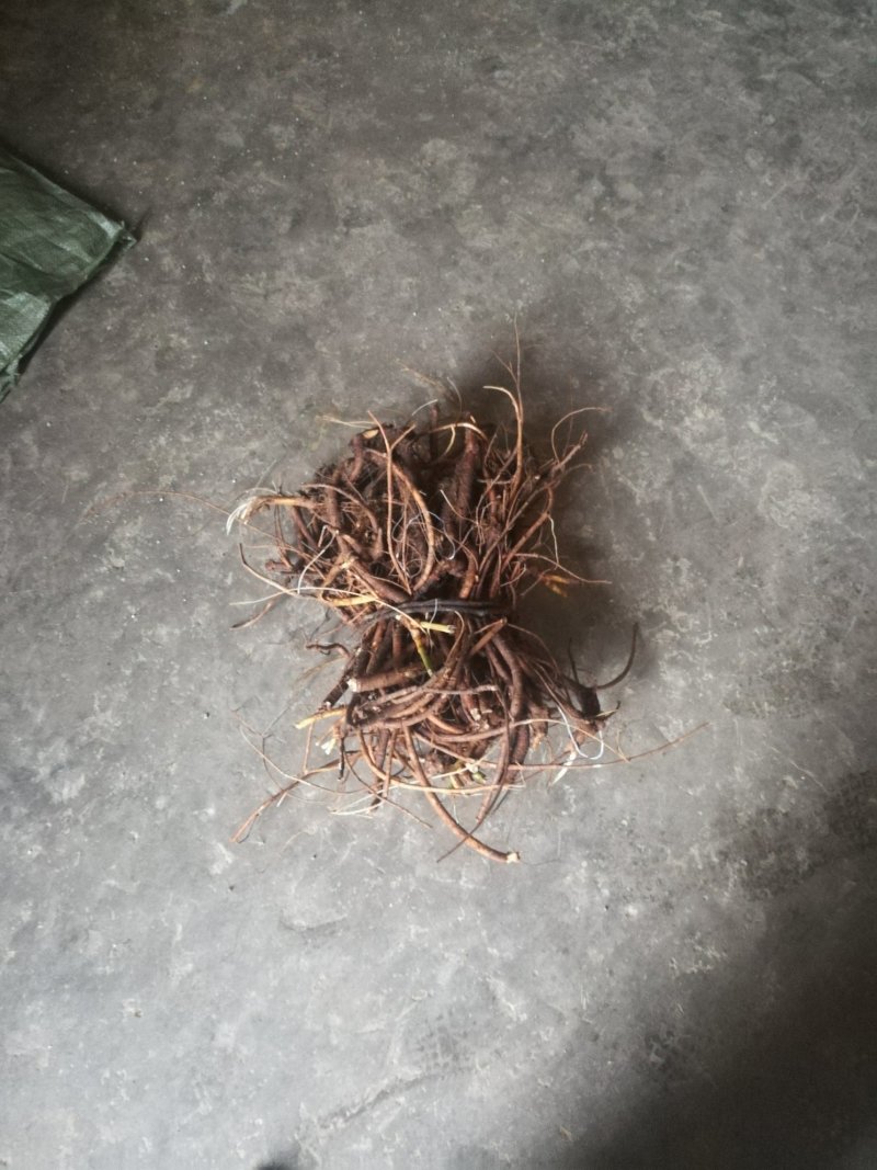 广西优质山豆根根部中药材