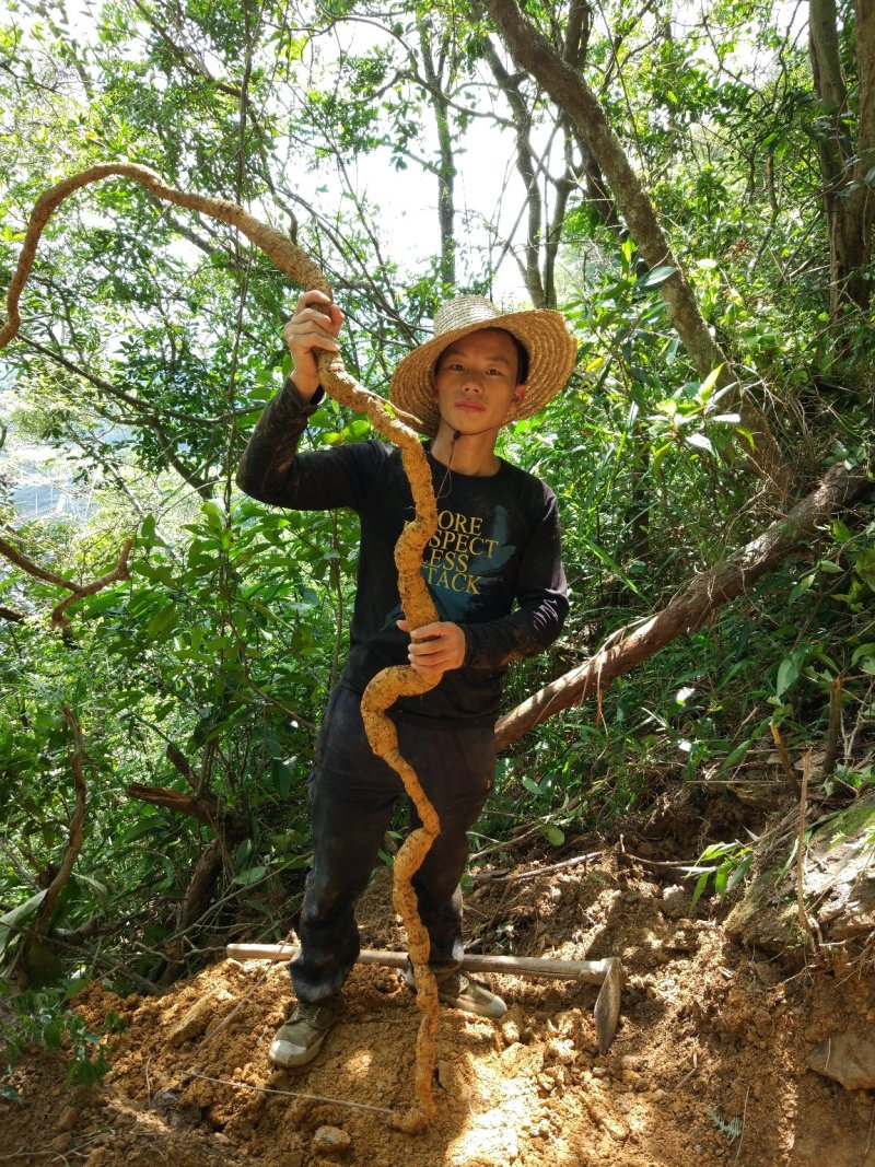 野生牛大力别名倒吊金钟、大力薯，野生牛大力欢迎联系