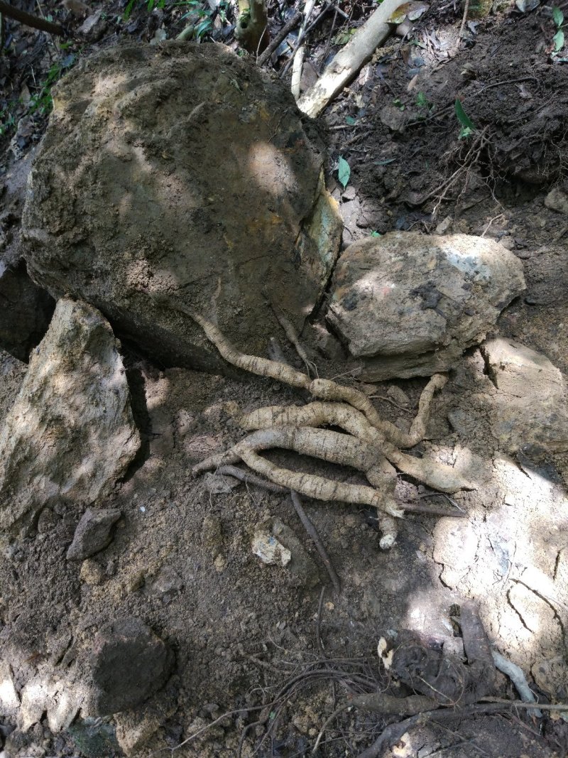 野生牛大力别名倒吊金钟、大力薯，野生牛大力欢迎联系