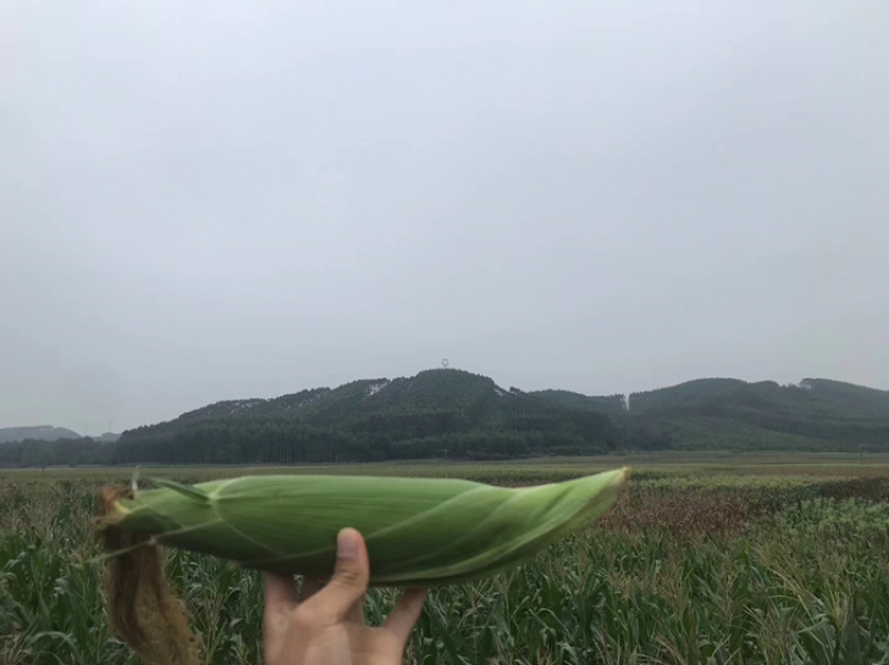 广西横州市水果甜玉米棒大量上市专业代办打冰有场地