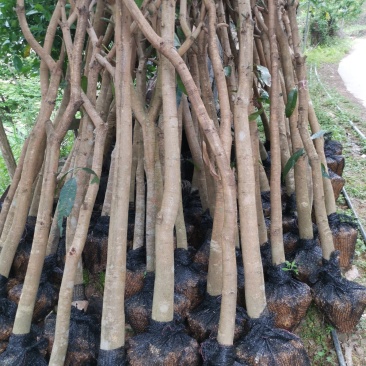 绿化芒果树