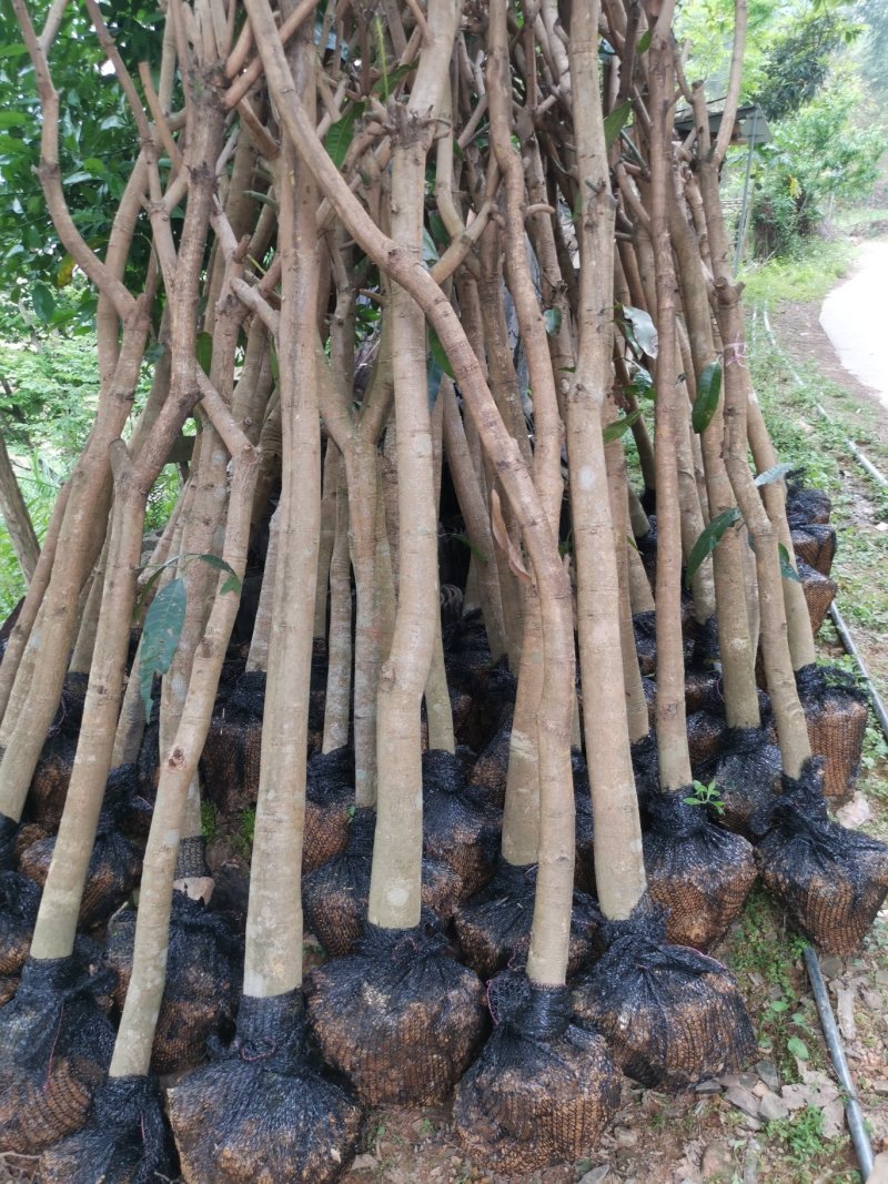 绿化芒果树