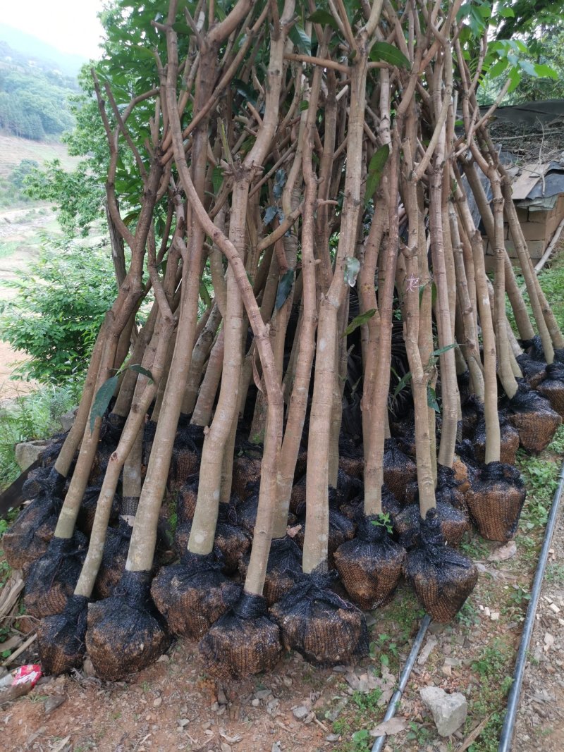绿化芒果树