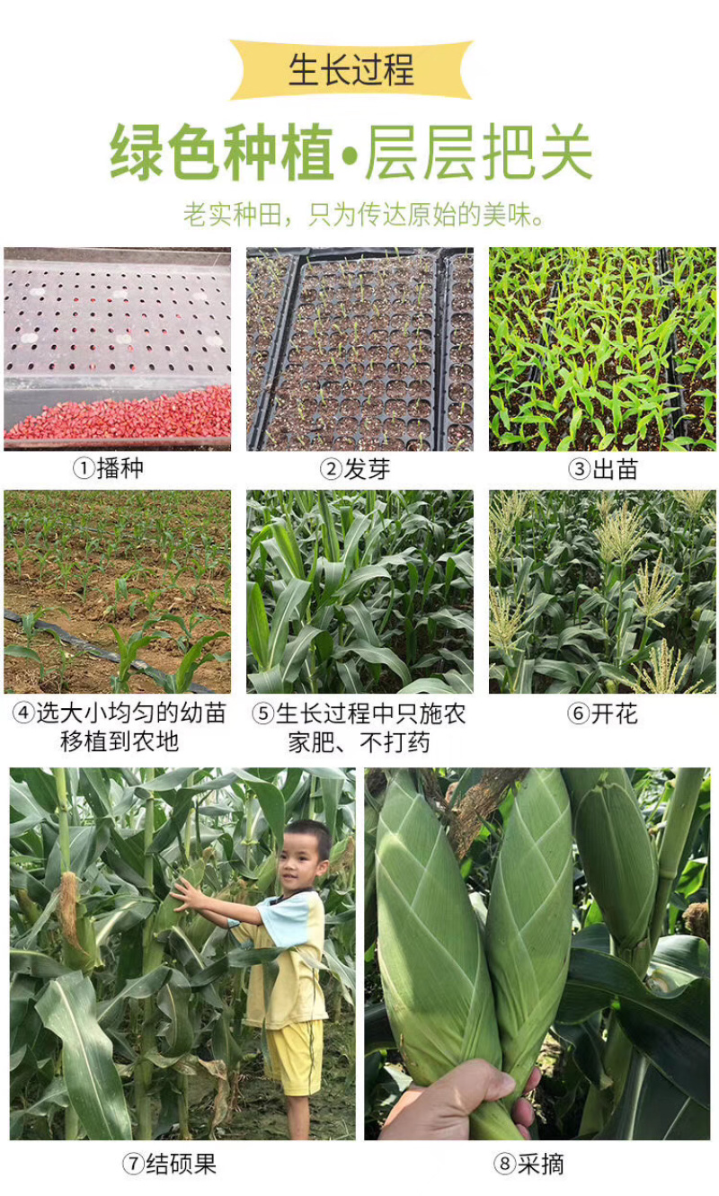 广西横州市水果甜玉米棒大量上市专业代办打冰有场地