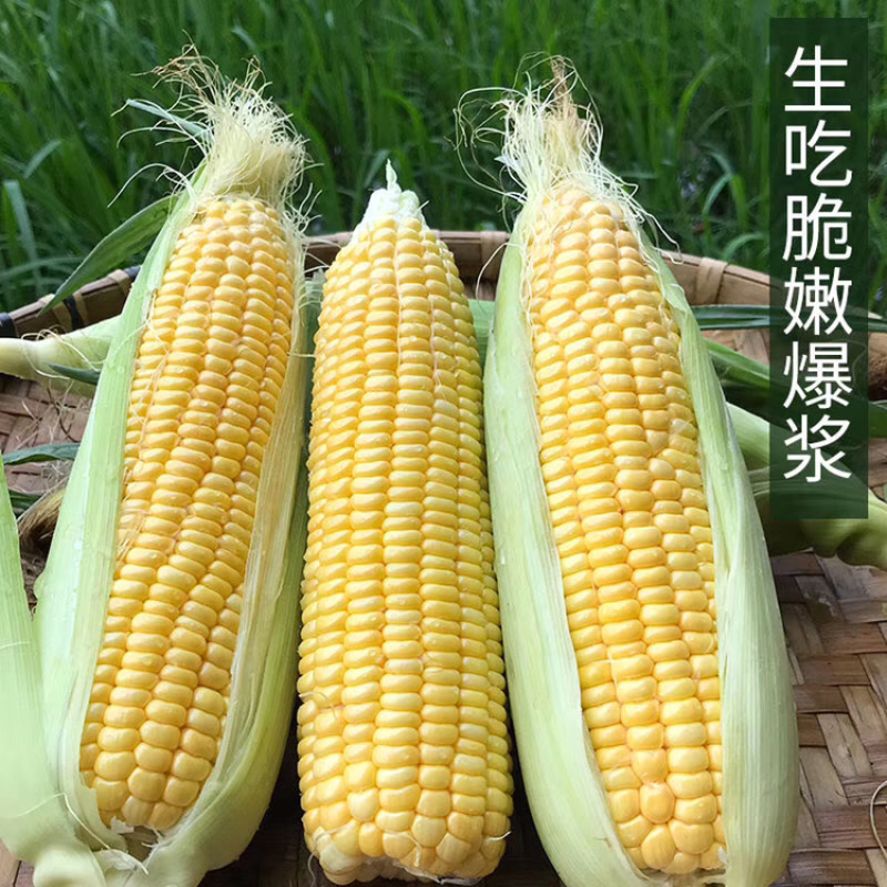 广西横州市水果甜玉米棒大量上市专业代办打冰有场地