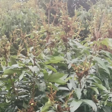 荔枝