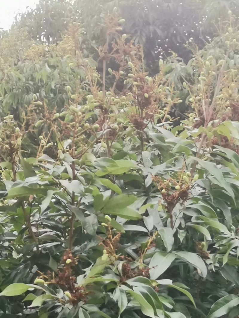 荔枝