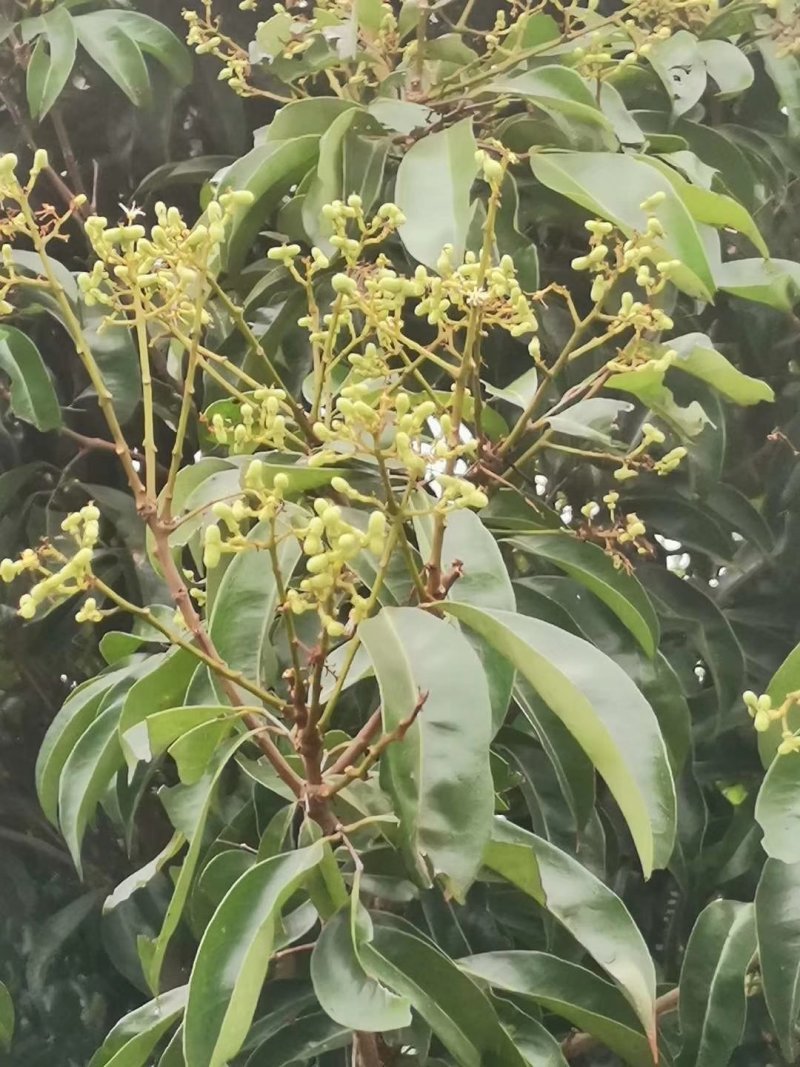 荔枝