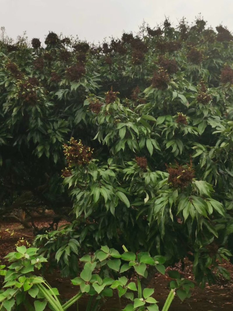 荔枝