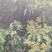 荔枝
