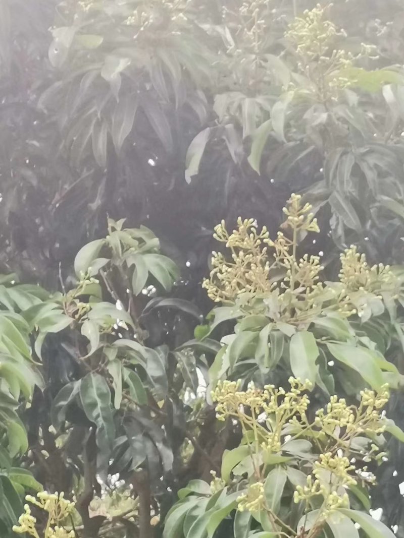 荔枝