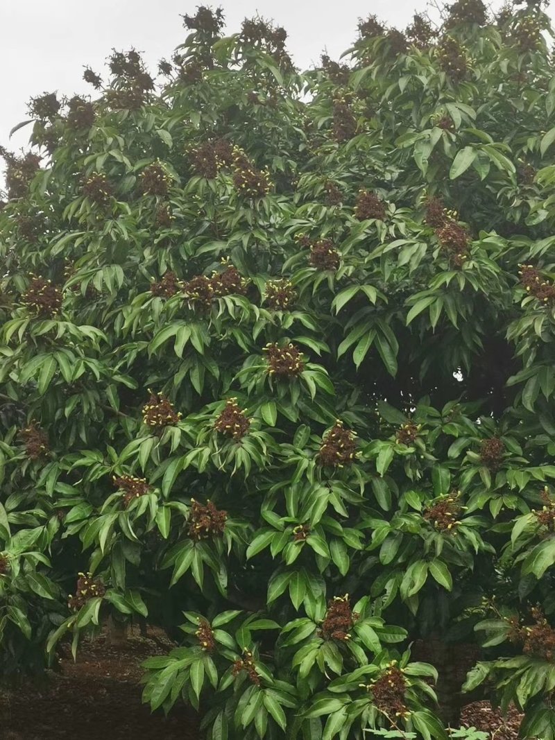 荔枝