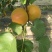 陕西大荔金太阳杏