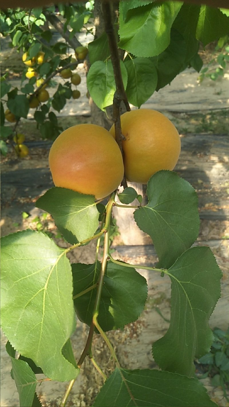 陕西大荔金太阳杏