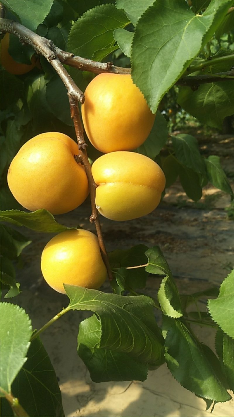 陕西大荔金太阳杏
