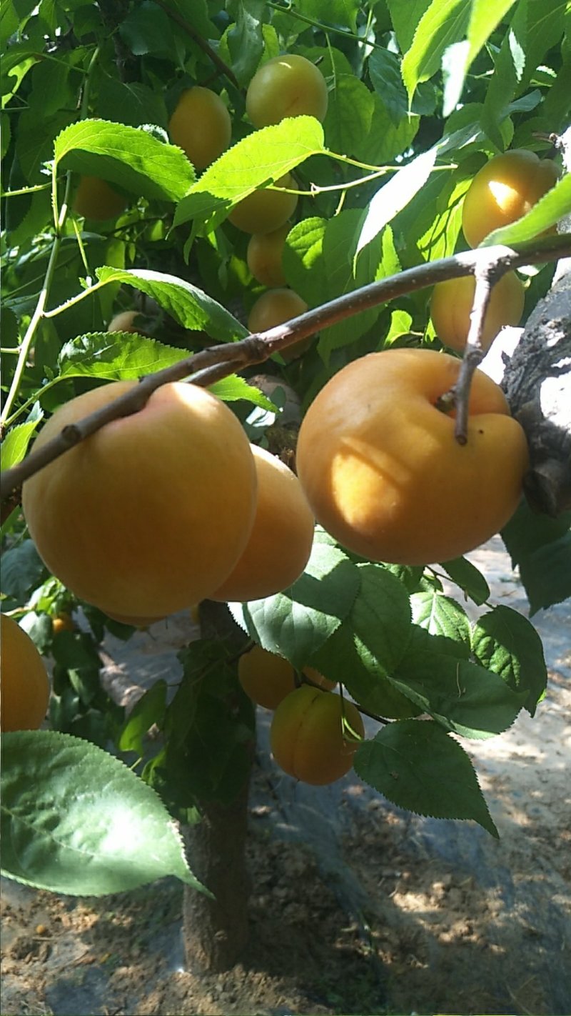 陕西大荔金太阳杏