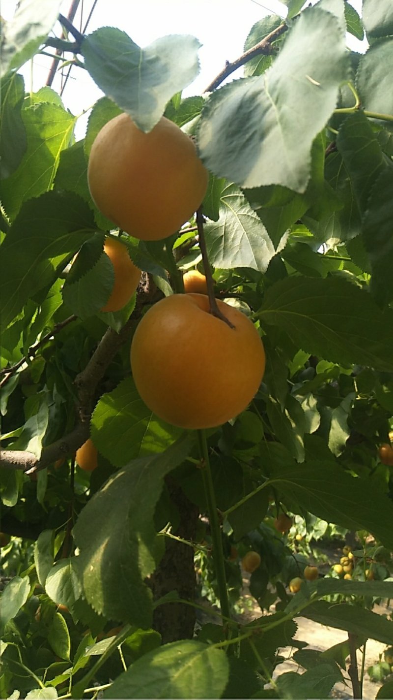 陕西大荔金太阳杏