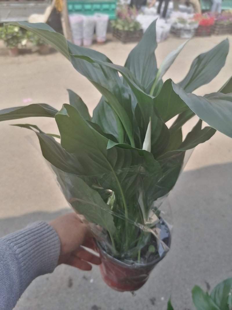 精品一帆风顺，质量好，基地直发
