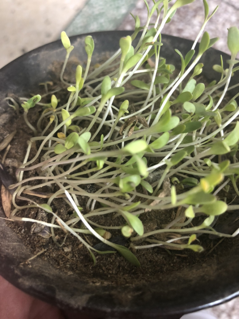 纯新板蓝根种子芽率90%以上保证纯新
