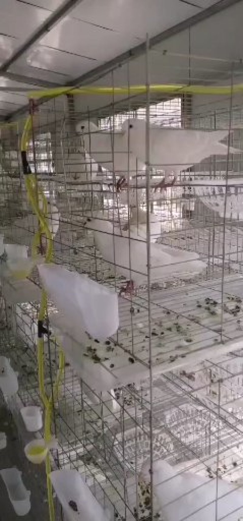 肉鸽元宝鸽出售一只可包邮白羽王落地王出售